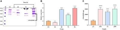 Assessment of the potential risks in SD rats gavaged with genetically modified yeast containing the cp4-epsps gene